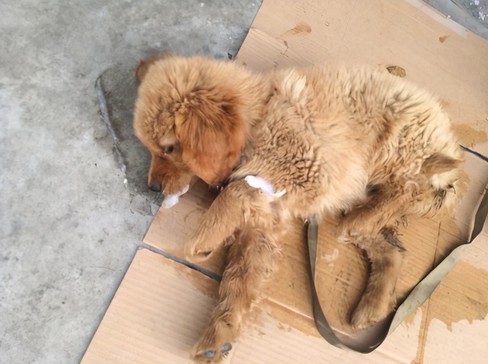 最近为什么狗狗大多数都会死亡,狗狗濒临死亡前几个小时的症状