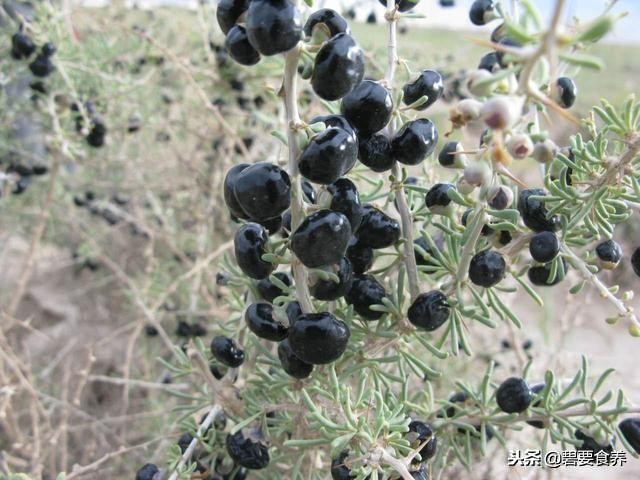 真正好的黑枸杞多少钱一斤,最好的黑枸杞多少钱一斤