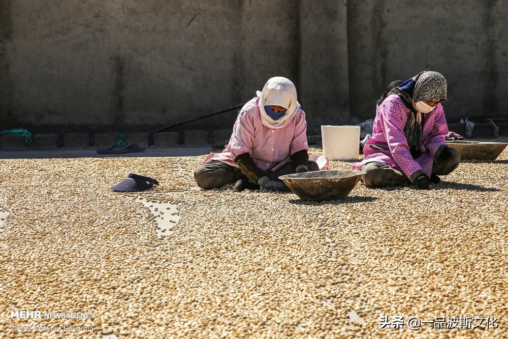 伊朗开心果脆,伊朗特产水果干果