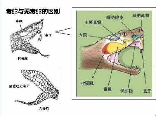 白头蝰为啥快绝种了,白头蝰是剧毒吗