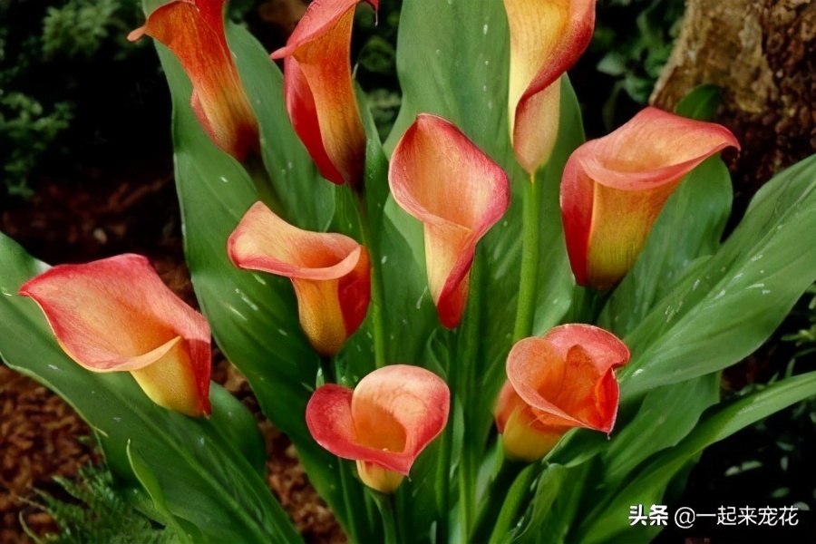 此花花色繁多有淡香味易养易成活,此花一年四季开花不断