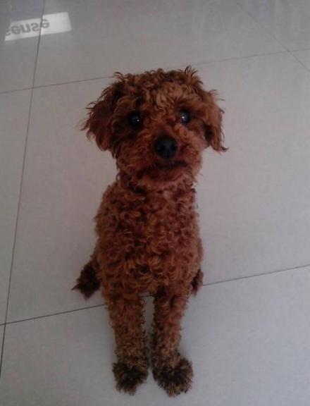 泰迪犬有虫有什么症状,泰迪犬虫子