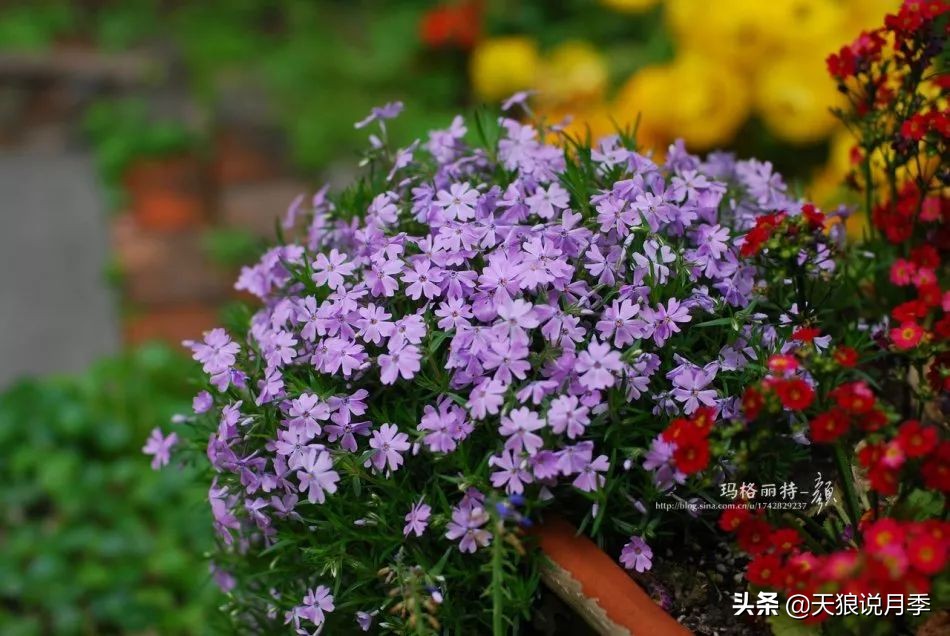 盘点每个世界第一关最强的植物,有哪些可以卡无敌的植物