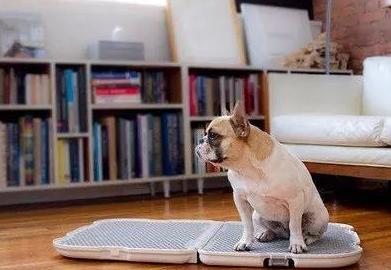 训狗边牧方法,戈赞的最后结局