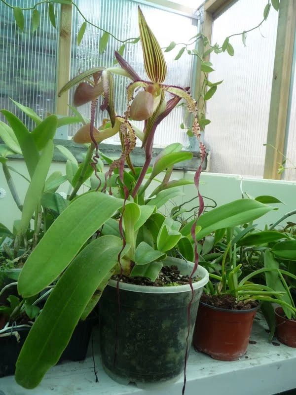 好看的皇后植物,皇后花卉名称