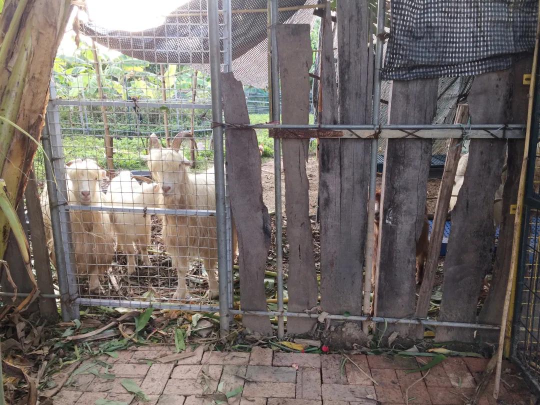 广东十大亲子农场,陈村亲子农场推荐