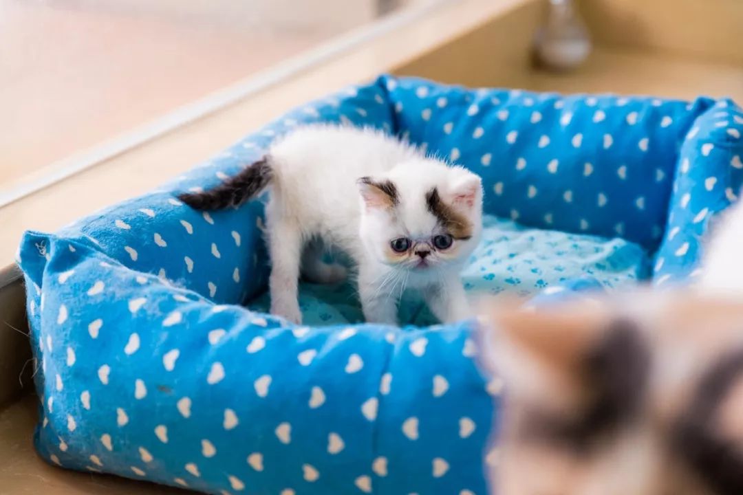 吹爆汕头这家「宠物精灵聚集地」美容、洗剪吹、零食,一应俱全…