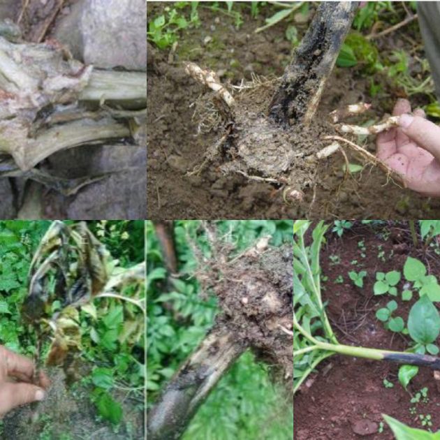 魔芋病虫害怎么防治,魔芋病虫害防治办法