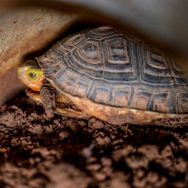 纯手工制作美食甜品,网红甜品推荐前十名制作方法