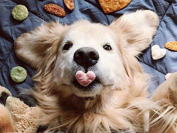 新手铲屎官必备清单,铲屎官新手入门必备