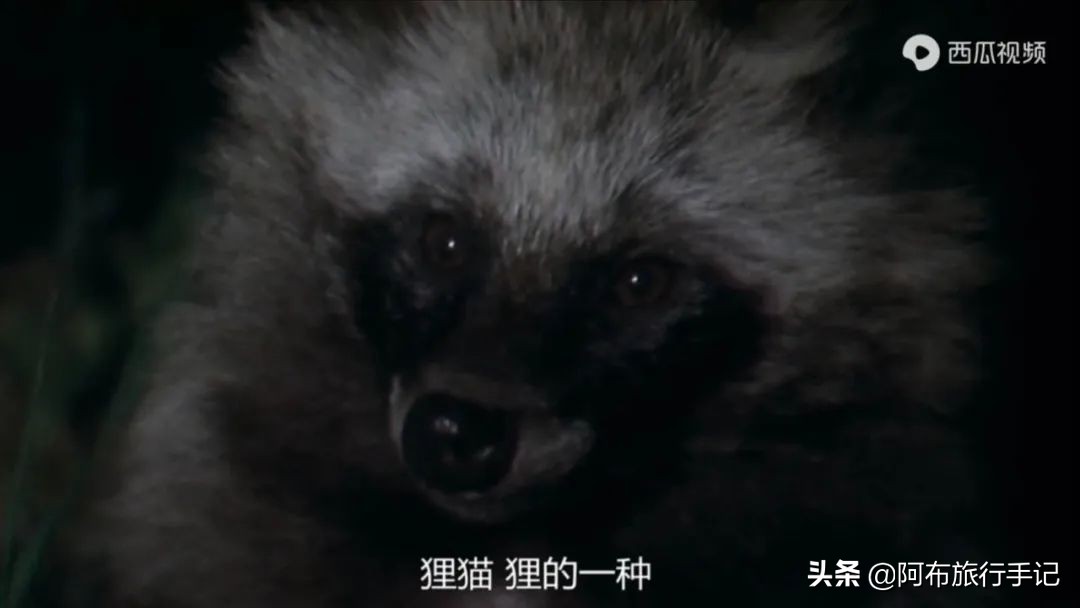 豆瓣9.1分，看过不足1500人，我却复盘了张日本最全野游图