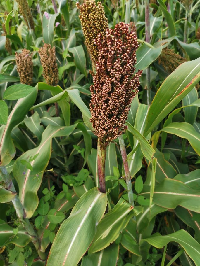 康养福地岳西,康养休闲度假旅游最佳地