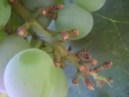 葡萄成熟期葡萄就黄叶怎么办,葡萄果期掉粒怎么解决