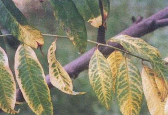 花草生病怎么治疗,盆栽生病了怎么治