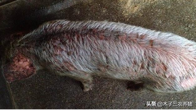 猪坏死性皮炎和渗出性皮炎,小猪渗出性皮炎怎么预防