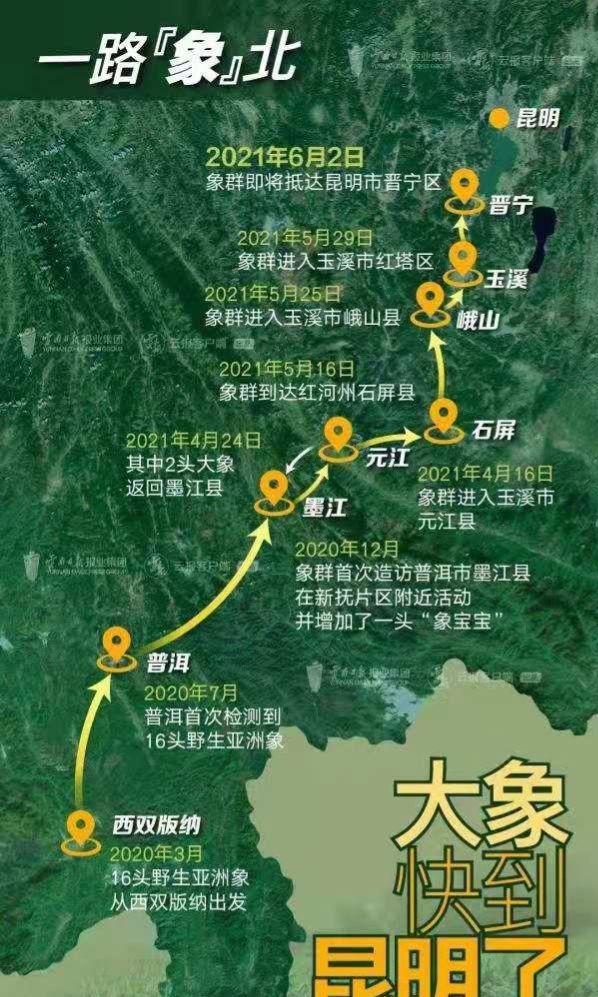 亚洲象为什么比非洲象聪明,亚洲象迷路事件