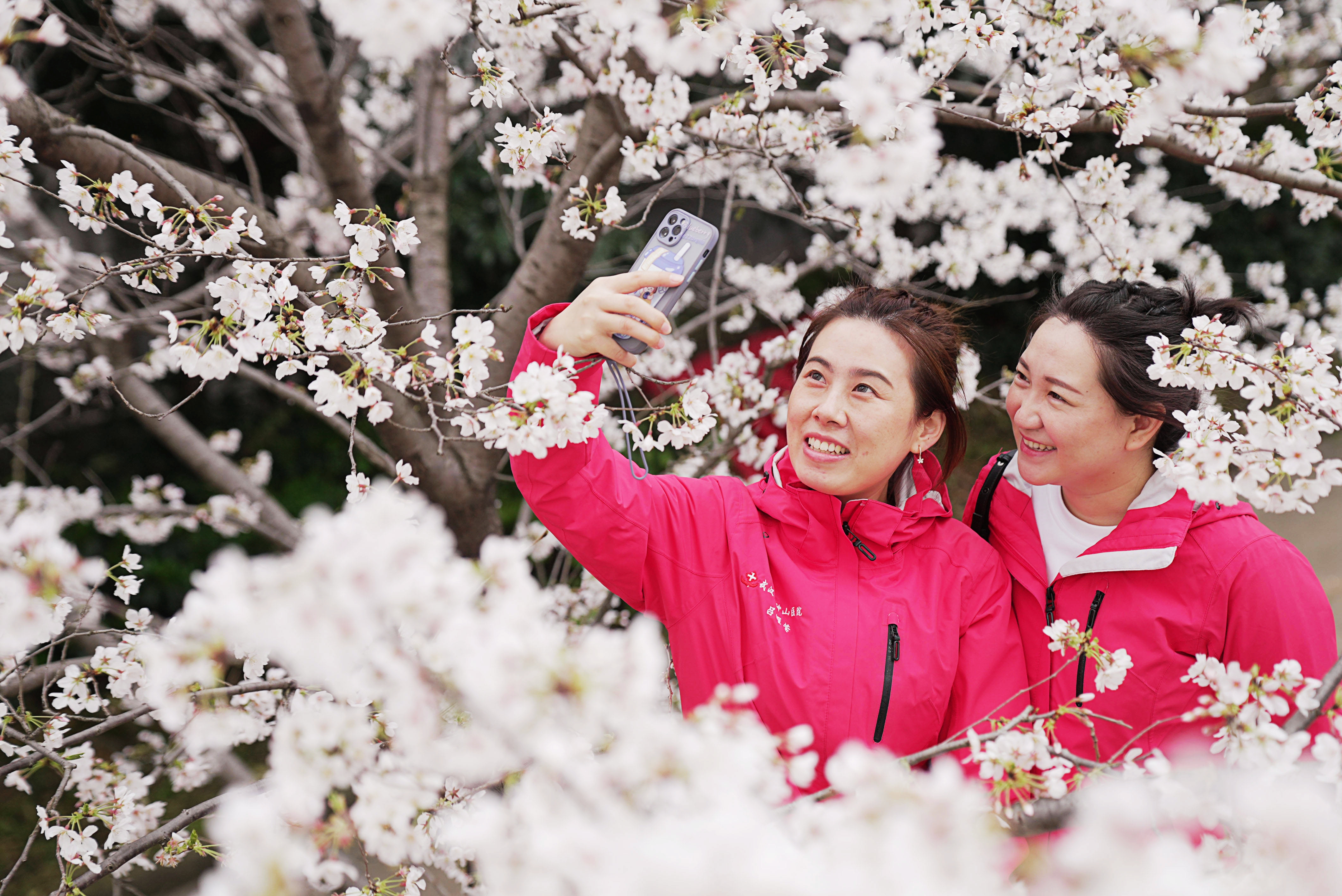 武大樱花的特别之处,武大樱花与南京樱花哪个好看