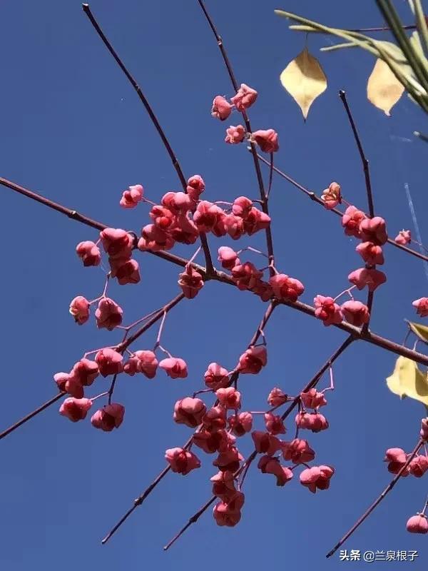 立冬自然风景,立冬雪景山水风景视频