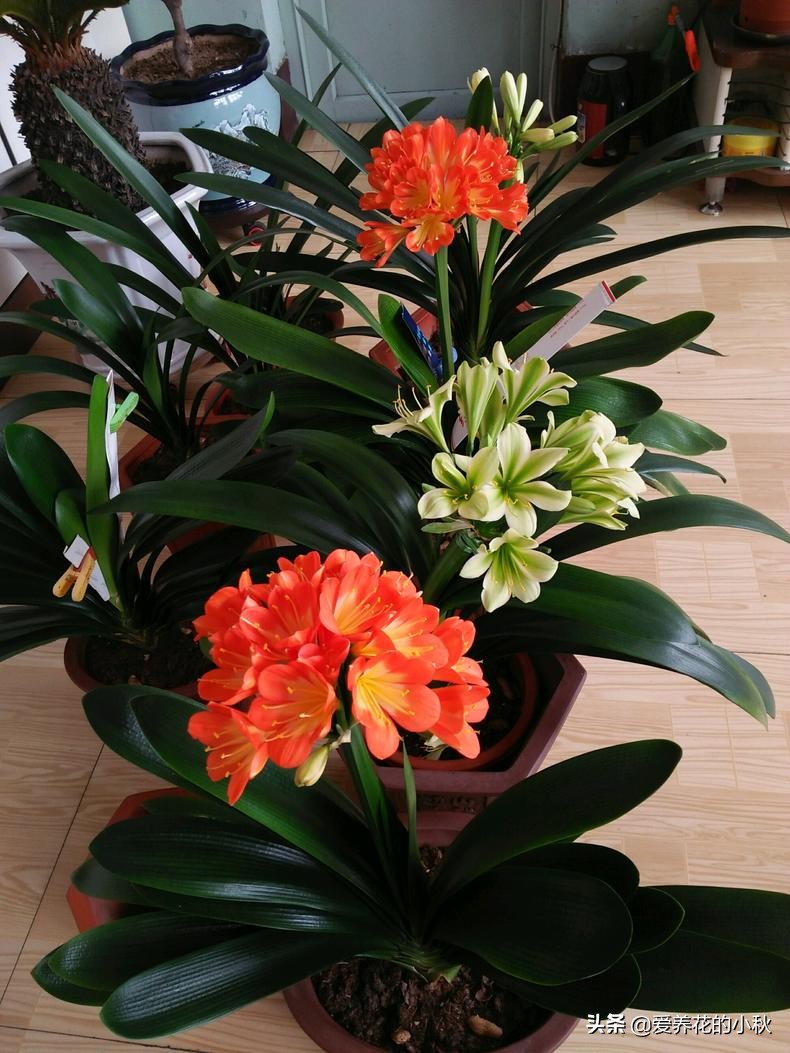 君子兰怎么养才能上箭,君子兰怎么养才不冒花箭