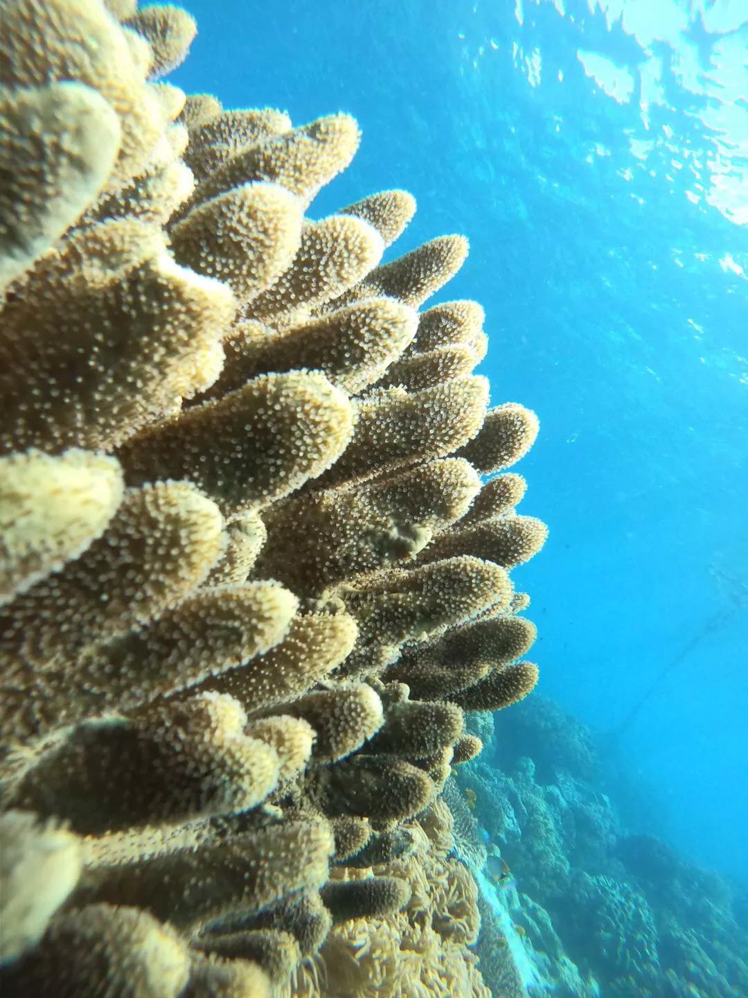 菲律宾自由潜水最好的地方,菲律宾旅游潜水