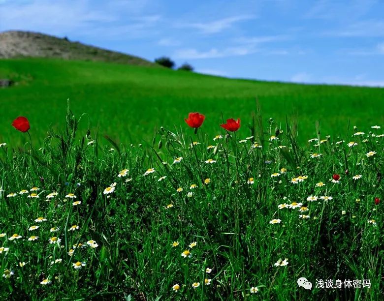 草丛杀手是什么,草丛里的蜱虫是什么