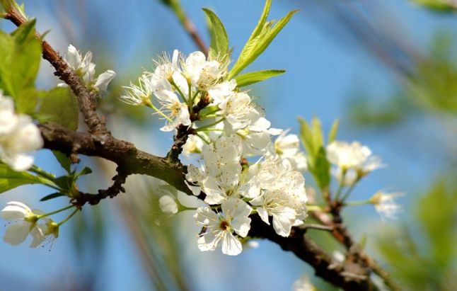 李花的唯美诗句,李花诗词大全100首
