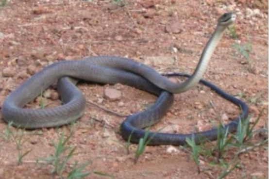 黑曼巴蛇毒蛇排行榜,毒性最大的黑曼巴蛇