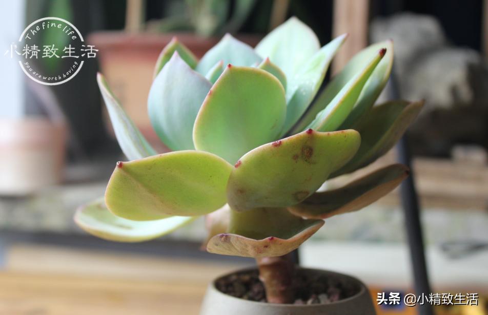 多肉夏季几度可以露养,夏天高温多肉可以露养吗