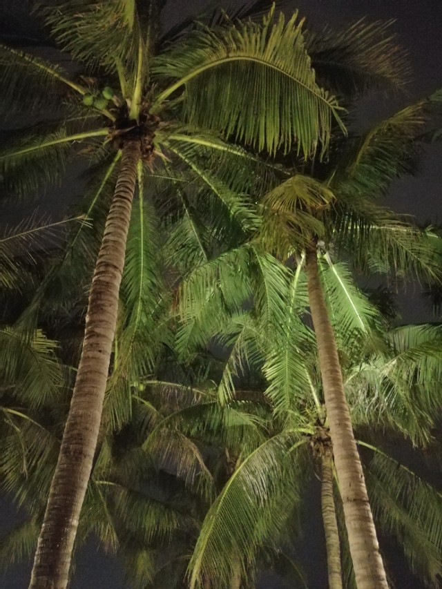 三亚亚龙湾红树林酒店接机,三亚湾亚龙湾红树林酒店