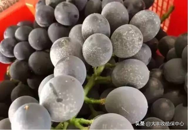 葡萄上面有一层霜是什么,葡萄表皮上的白霜是什么