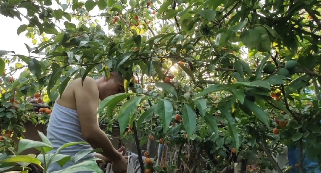 杏子做杏干的方法,四斤杏能出多少杏干