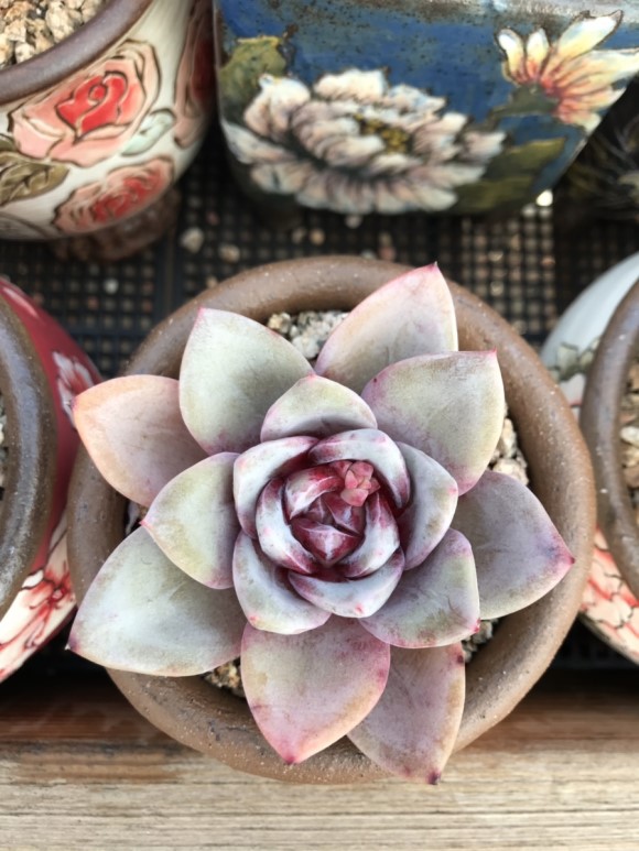 惊艳的韩国多肉,让人震撼的多肉