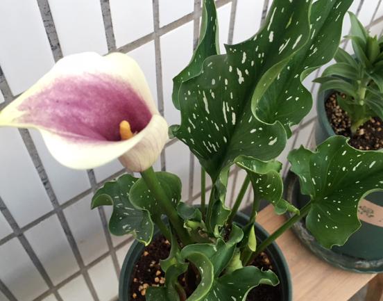 马蹄莲冬季养护,马蹄莲种球冬季栽种