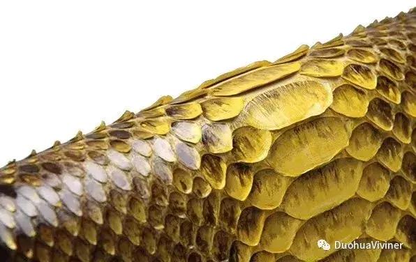 涓夋枃楸肩毊鐨瀷,涓夋枃楸肩毊鍋氶瀷