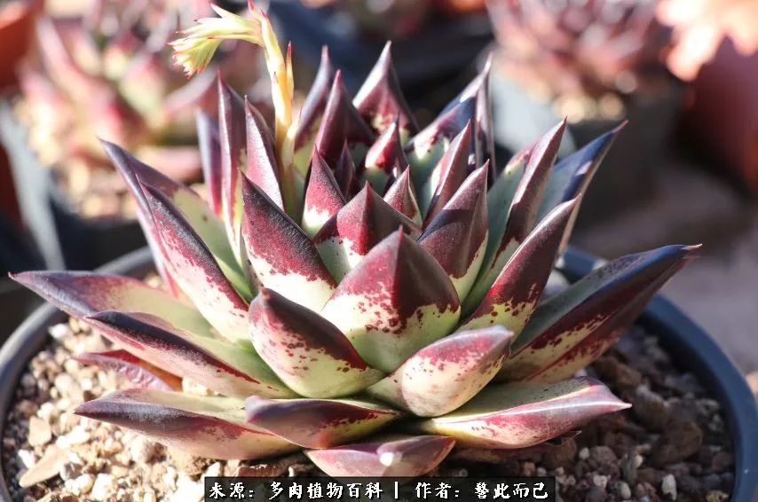 小警察的乌木：红与黑的霸气之美！