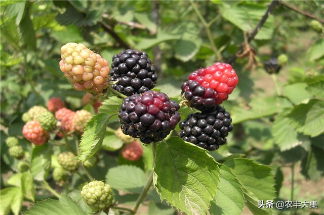 澶ф绉嶆榛戣帗鏋滄爲,澶ф榛戣帗