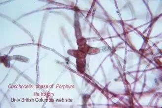 海苔和紫菜,到底是不是一种东西?