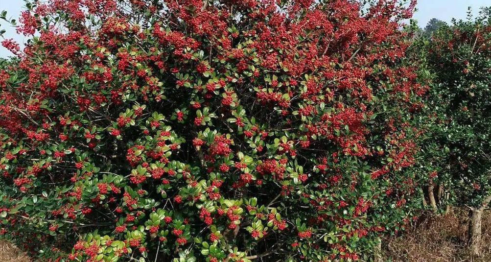 种植致富树的成功案例,农村创业种植什么树赚钱