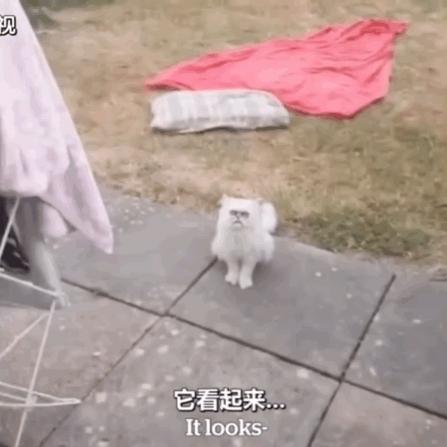 当一只猫有了脸,当一只猫长成了狗的样子