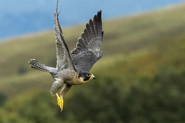 神话人物与机甲融合,神话与科幻的结合