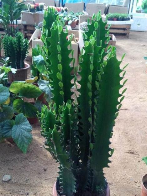 去甲醛异味的植物,新房除甲醛除异味去除装修污染