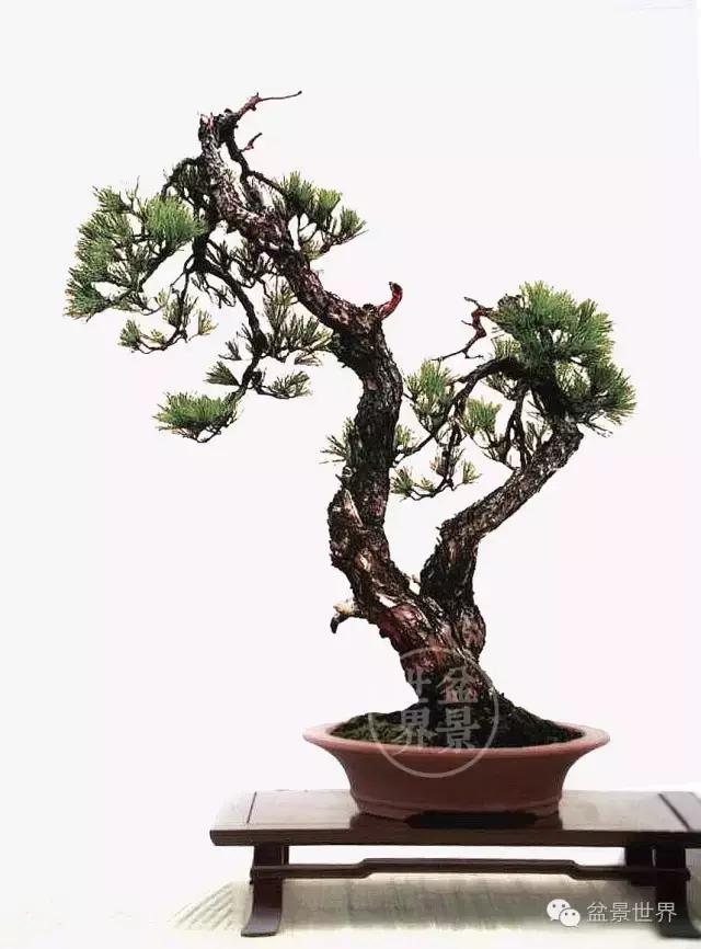 松树盆景经典大片,大斜杆式盆景得金奖作品松树