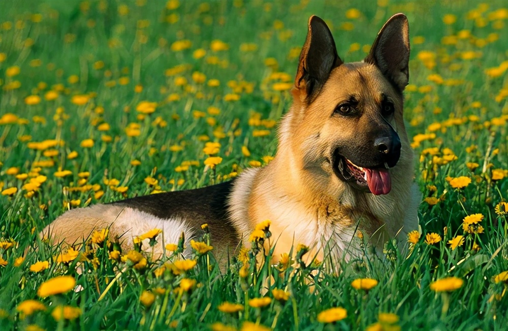 德国牧羊犬养公的还是母的好,德国牧羊犬好养吗德牧优缺点分析