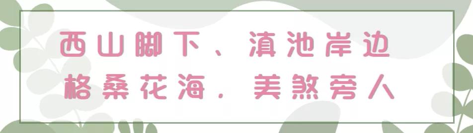 滇池边绝美花海,滇池南岸花海