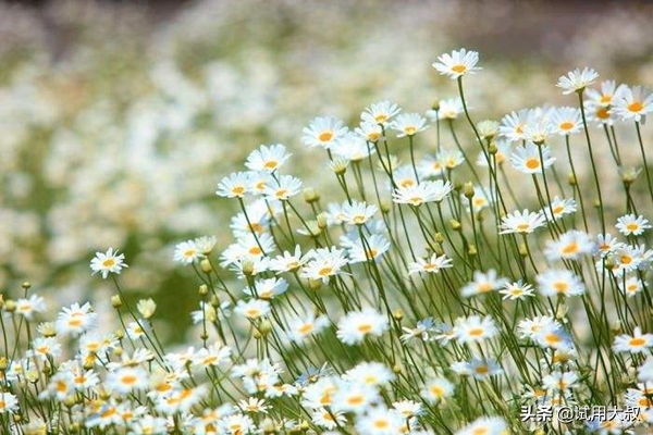 日本金鸟驱蚊网效果怎么样,日本金鸟防蚊网真有黑科技么