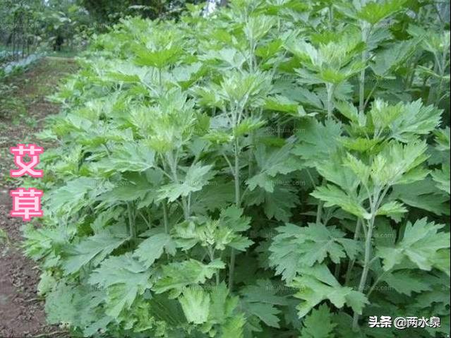 非洲猪瘟害怕哪些消毒剂,使用不当等于白用