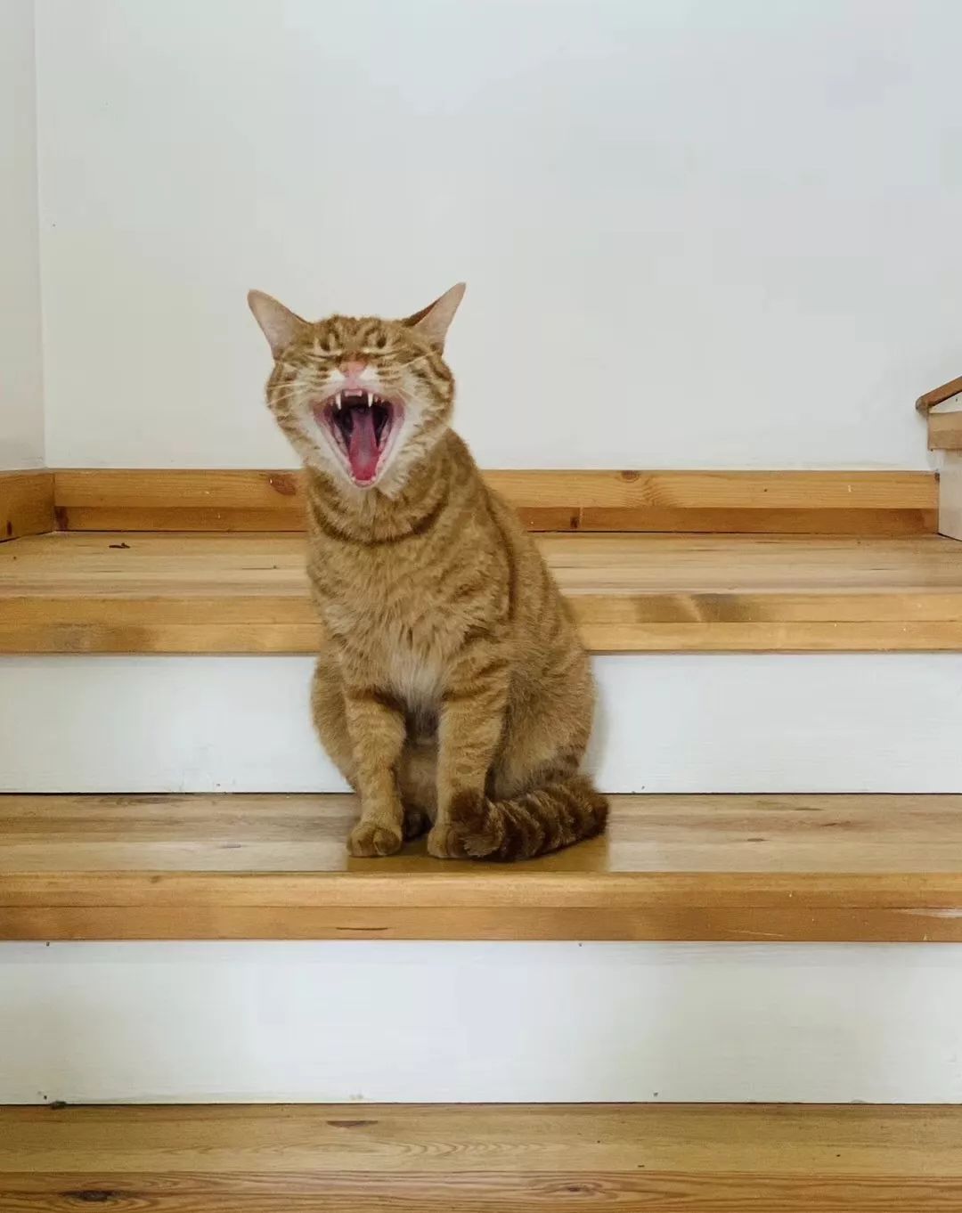 杭州最值得期待的甜品工作室“猫裏有甜”，甜就完事了