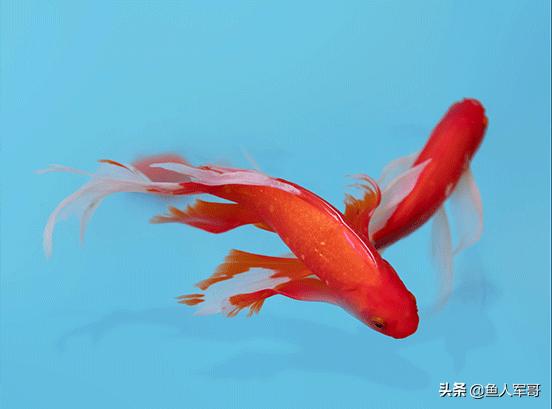 锦鲤水中游怎么养,养好锦鲤鱼的秘诀