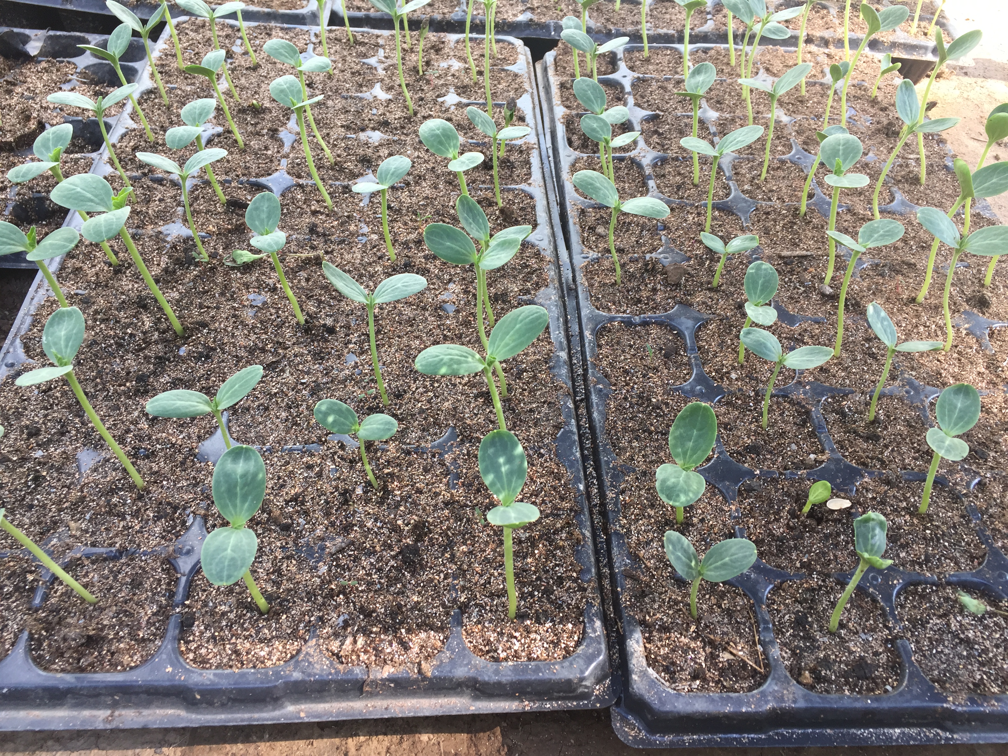 蔬菜苗徒长是什么原因,培育蔬菜苗怎么避免徒长