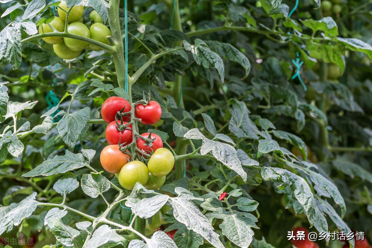 家里留下来的种菜方法，啥化肥也不用施，蔬菜高产还好吃